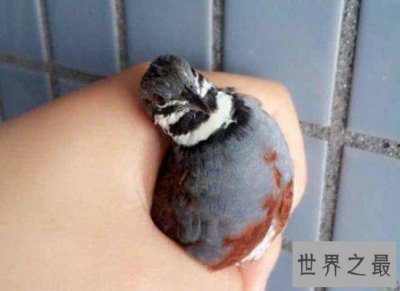 ​世界上最小的鸡，重量还没一个鸡蛋重