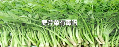 ​野芹菜有毒吗吃怎么办 野芹菜真的有毒吗?