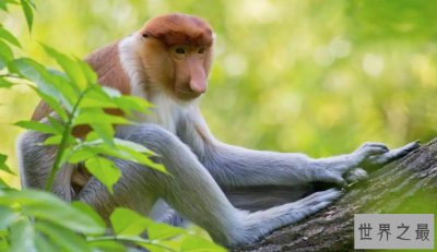 ​世界上鼻子最长的猴子，长度达8厘米，可悬垂到嘴边