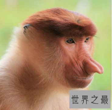 世界上鼻子最长的猴子，长度达8厘米，可悬垂到嘴边
