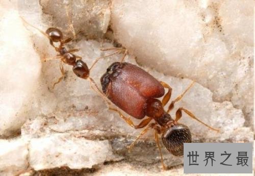 世界上最大的巨型蚂蚁 几个小时吃的你只剩骨头！