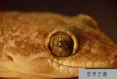 ​世界最奇特的十大动物的眼睛 感受不一样的视觉世界