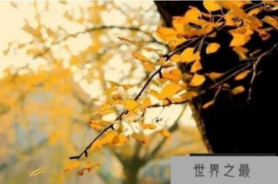 ​中国十大吉祥树，长寿树木排第一，第五是花中四君子之一