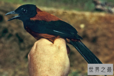 ​世界上最毒的十种鸟，黑头林鵙鹟毒性最强，蓝顶鹛鸫排第二