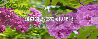 ​路边的紫槐花可以吃吗有毒吗 山上紫槐花能吃吗