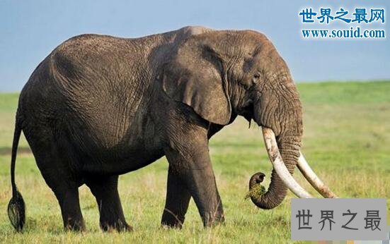 十大牙齿最特别的动物，最多牙齿的居然是蜗牛
