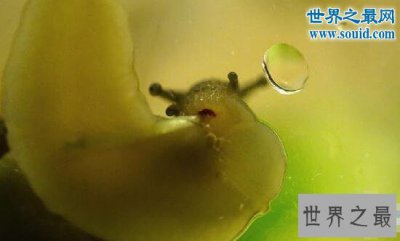 ​十大牙齿最特别的动物，最多牙齿的居然是蜗牛