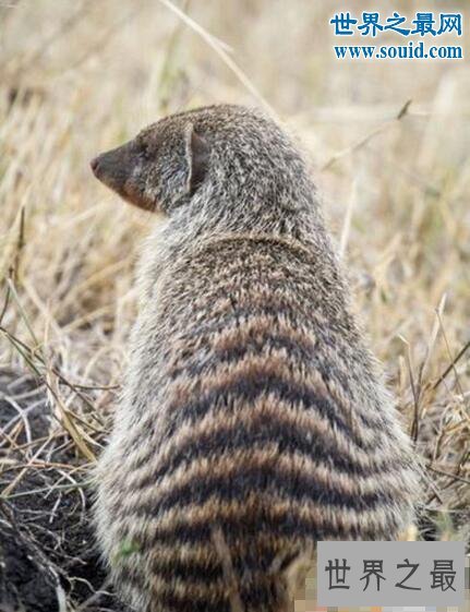十大牙齿最特别的动物，最多牙齿的居然是蜗牛