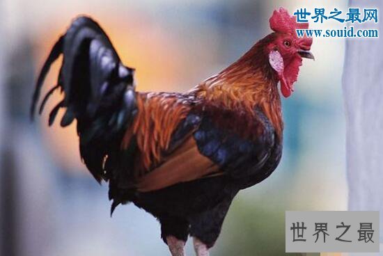 十大牙齿最特别的动物，最多牙齿的居然是蜗牛