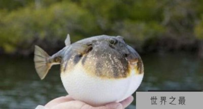 ​世界上最危险的鱼，有剧毒要小心