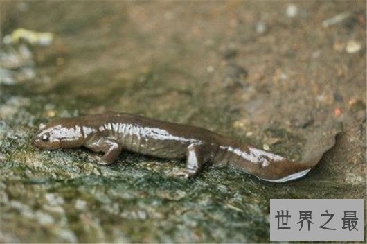 珍稀动物有哪些，这些即将灭绝的动物你知道吗