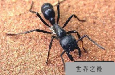 ​世界上十大危险昆虫，第一竟然是蚊子