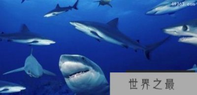 ​全球最可怕的十大鲨鱼，十大关于鲨鱼的惊悚电影