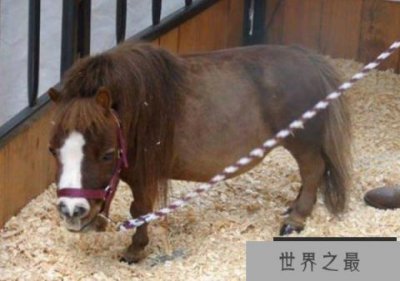 ​世界上最小的马是什么马？身高只有43厘米