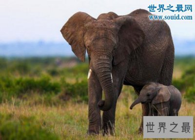 ​世界十大最长寿动物，灯塔水母可以永生(身体再生)