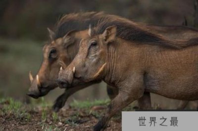 ​世界唯一数月不喝水动物：疣猪是真正“猪坚强”