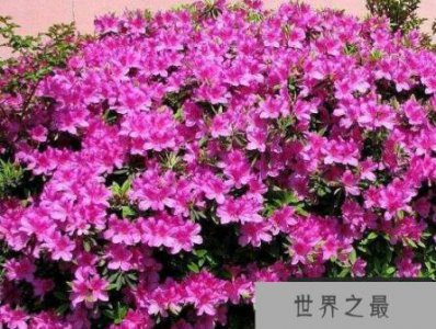 ​杜鹃花十大最美品种：杜鹃花什么品种最好看？