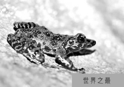 ​极度濒危的蛙类：务川臭蛙