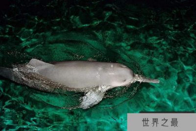 ​世界已经灭绝的十大可爱动物 这些物种，你认识几个