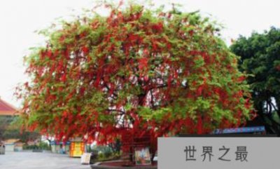 ​最好的菩提树