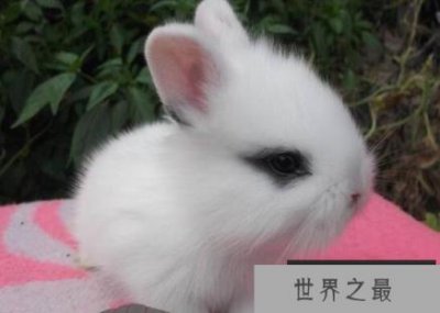 ​公主兔学名柏鲁美路兔，人工培养出的超萌兔子