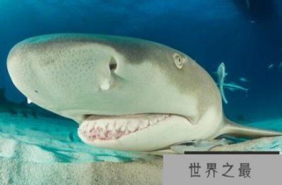 ​老板养柠檬鲨作为身份的象征，生性凶猛价格昂贵