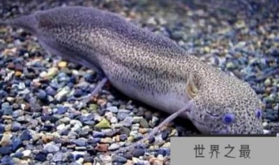 ​世界上最有活力的鱼和肺离开水四年