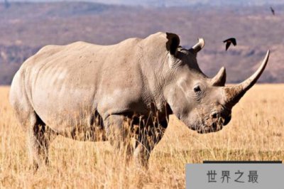 ​世界十大稀有动物 这些濒危动物，你认识几个
