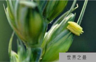 ​世界五大花期最短的花：小麦花的花期仅有五分钟