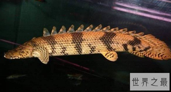 世界上最威武的恐龙鱼,成长速度飞快,令人惊叹