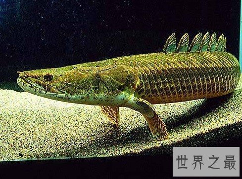 世界上最威武的恐龙鱼,成长速度飞快,令人惊叹