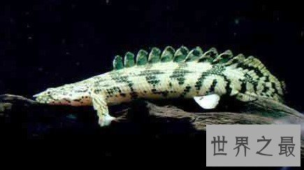 世界上最威武的恐龙鱼,成长速度飞快,令人惊叹