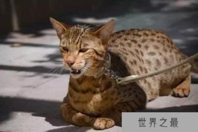 ​世界十大最贵的纯种猫，第一名价格要60万