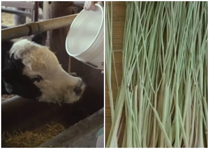 在牧牛日常饮食中添加柠檬草叶 释放的甲烷减少逾3成有助应对温室效应