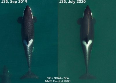 ​曾伴幼鲸尸体17日 美国华盛顿州母杀人鲸Tahlequah再怀孕