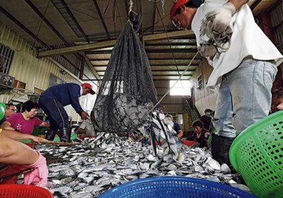 ​到2100年气候危机仍没改善将会有60%鱼种难以繁衍下一代