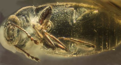 ​俄罗斯科学家在乌克兰一块罗夫诺琥珀中发现3900万年前的Telmatophilus隐食甲