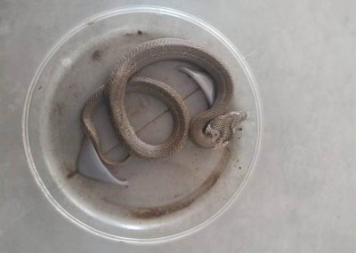 ​台湾台中市清水区64岁妇人在厨房煮食时遭眼镜蛇咬伤