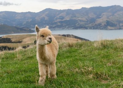 ​科学家声称在羊驼身上发现微小抗体 可能有助抑制新冠肺炎第二波疫情爆发