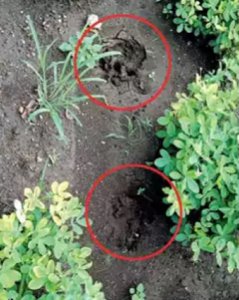 ​印度古吉拉特邦男子睡觉时突然觉得胸闷 醒来发现母狮趴在胸口