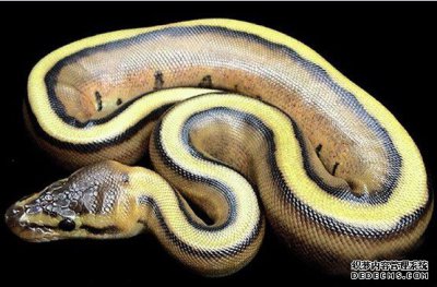 ​盘货天下上最昂贵的13种宠物