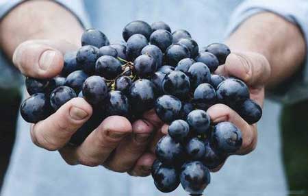 上坟为什么不能带香蕉?上坟不能带什么水果?