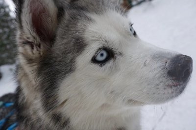 ​基因记录揭示狗在古代对社会的重要价值