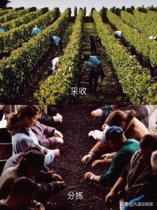 ​红酒酿造过程