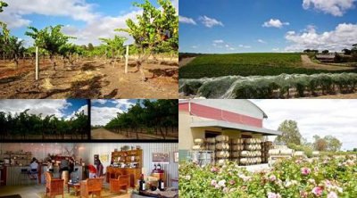 ​澳洲葡萄酒酒庄(澳洲葡萄酒品牌)