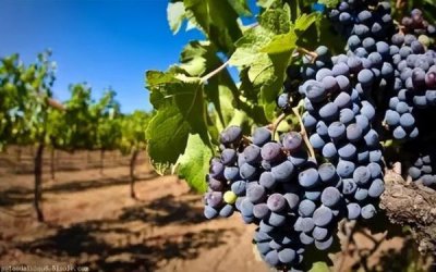 ​如何查一瓶红酒价格(梦陇红酒的价格)