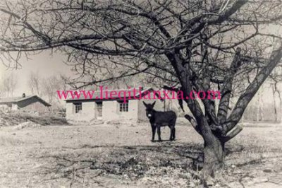 ​揭秘湘南僵尸村的秘密，僵尸是真的存在吗