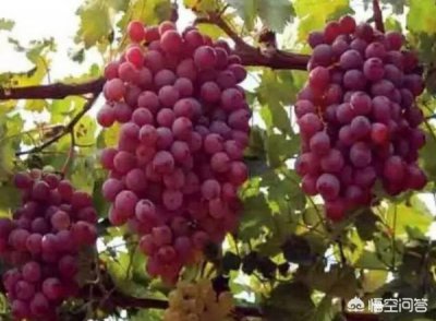 ​葡萄鲜果价格(葡萄图片真实 鲜果)