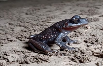 ​两栖动物红点齿蟾长什么样子（红点齿蟾长期生活在黑暗中）