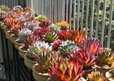 ​东云系最红的品种（东云系多肉好养的品种图片）